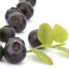 Bilberries by JFoods