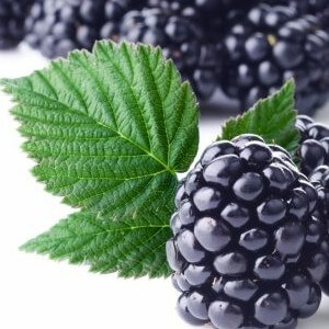 blackberries by JFoods