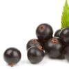 Blackcurrant by JFoods