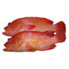 grouper-fish