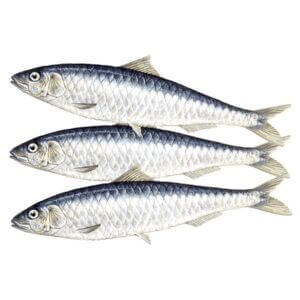 Sardine / Tarli Fish