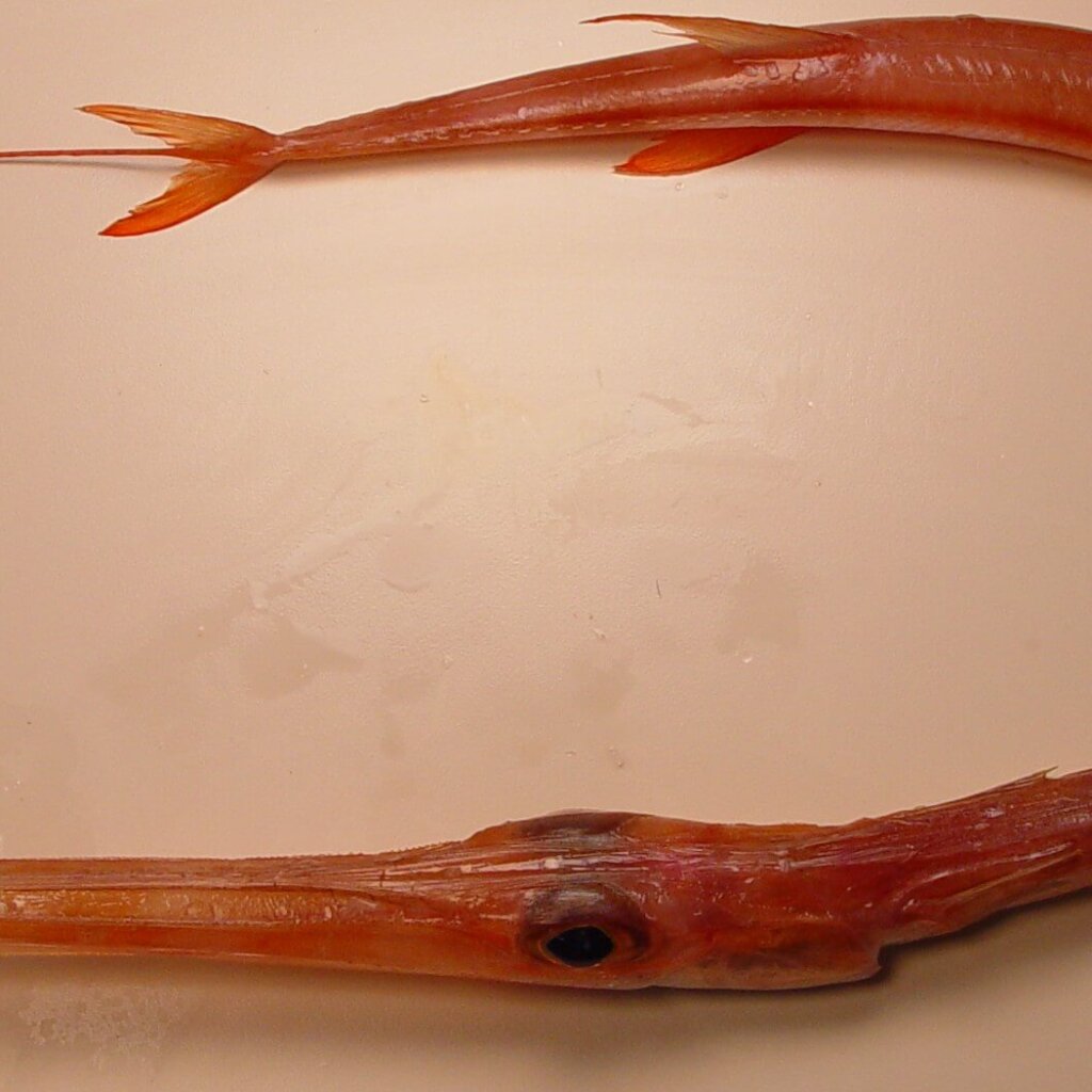 CORNET FISH (AKAYAGARA)